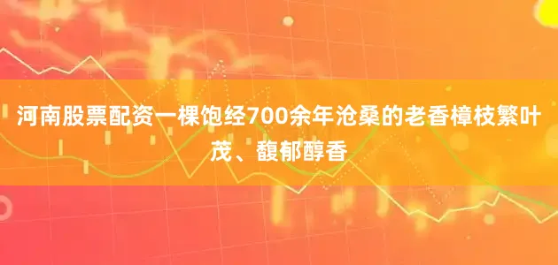 河南股票配资一棵饱经700余年沧桑的老香樟枝繁叶茂、馥郁醇香